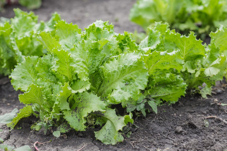 Salad leaves with Green Oak,  Red Leaf Lettuce