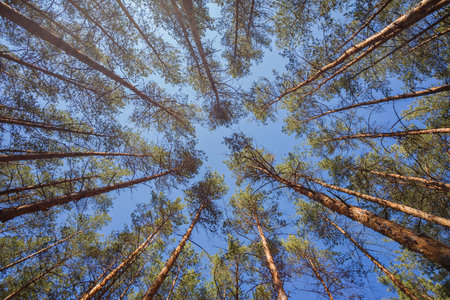 green forest background in a sunny day