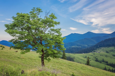 Majestic alone beech tree on a hill slope with sunny beams at mountain valley. Dramatic colorful...