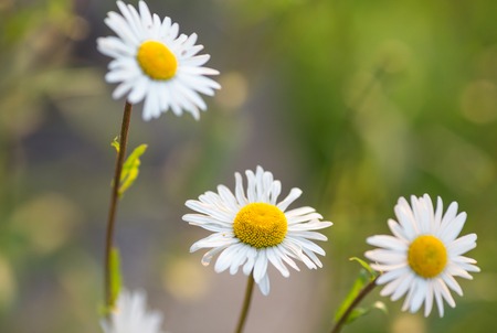 Wild chamomile flowers on a field on a sunny day. shallow depth of fieldの写真素材
