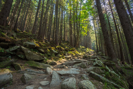 Forest path on the border between coniferous and deciduous trees.