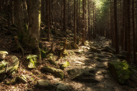 Forest path on the border between coniferous and deciduous trees.