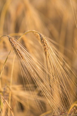 golden wheat field and sunny day photoの写真素材