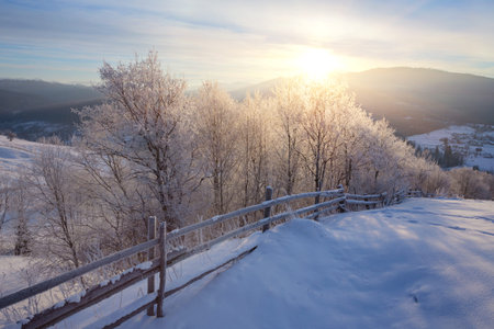 tree sky branch in the forest winterの写真素材