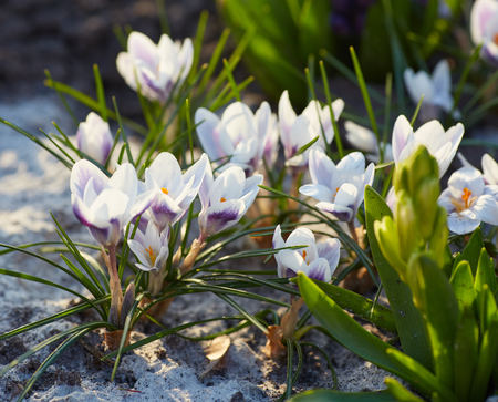 white crocuses close up in spring dayの写真素材