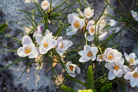 white crocuses close up in spring dayの写真素材