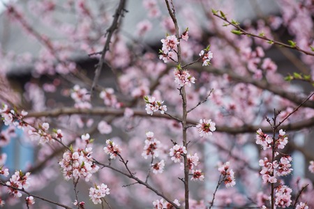 White sakura flower blossoming as natural background on blurred backdropの写真素材