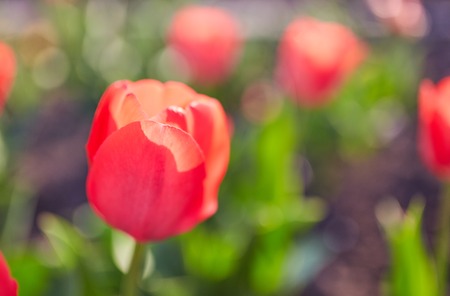 Spring tulips on the meadow under sun rays with shallow dofの写真素材