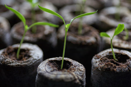 Young fresh seedling stands in plastic pots. Cultivation of plants in greenhouse.Selective focus and shallow Depth of field.の写真素材