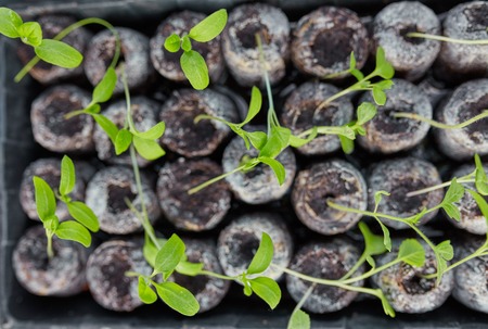 new beginning spring sprouts in black soilの写真素材