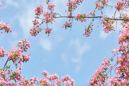 The branch blooming with the pink flowers on the blurred background.