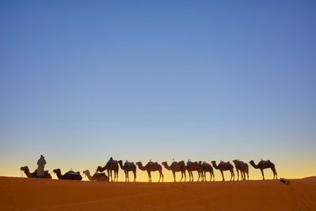 Camel caravan going through the sand dunes in the Sahara Desert, Morocco.の写真素材
