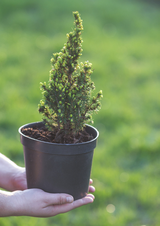 Cypress, Thuya. Pine in a pot in the handsの写真素材