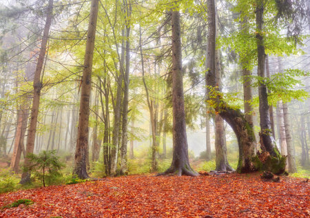 Forest trail in the mountains on a misty autumn day.