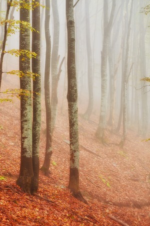 Autumn landscape in foggy wood with a trackの写真素材