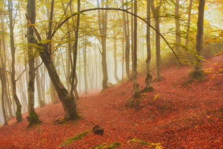 Forest trail in the mountains on a misty autumn day.の写真素材