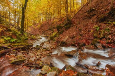 Autumn creek woods with yellow trees foliage and rocks in forest mountain.の写真素材
