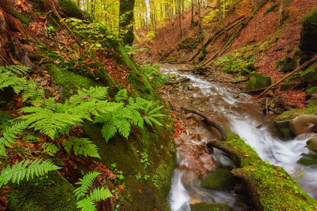 Autumn river. Colorful forest above mountain river. Water under leaves trees. Low level with yellow orange reflection. Green mossy boulder in stream.の写真素材