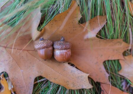 Brown acorns on autumn leaves, close upの写真素材