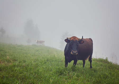 Green meadow in mountains and cows, summer landscape.の写真素材