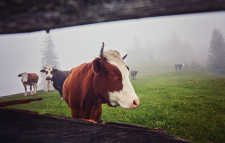 Green meadow in mountains and cows, summer landscape.の写真素材