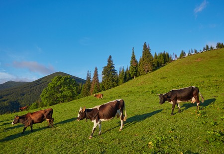 Green meadow in mountains and cows, summer landscape.の写真素材
