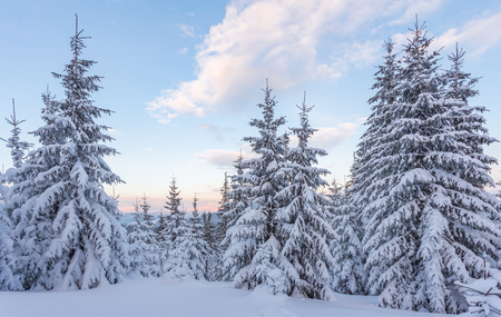 Spruce Tree Forest Covered by Snow in Winter Landscapeの写真素材