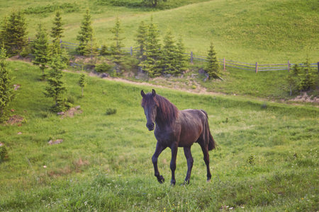 Horse grazing in a meadow Ukrainian Carpathian mountain valley. Early misty morning