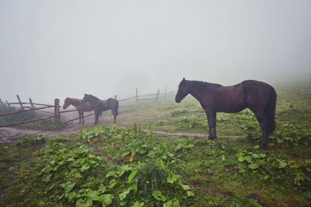 Beautiful horses on a summer mountain pastureの写真素材