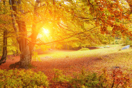 Landscape Nice fantasy Forest with creek in a golden Autumn. Wall-Poster Idea.