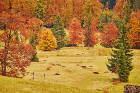 Landscape Nice fantasy Forest with creek in a golden Autumn. Wall-Poster Idea.