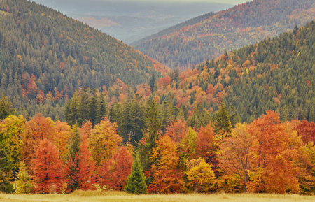 Landscape Nice fantasy Forest with creek in a golden Autumn. Wall-Poster Idea.