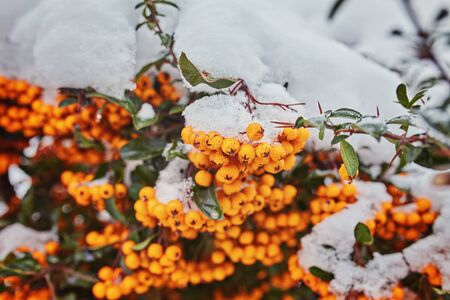 Beautiful brunches of orange rowan berries under the first snow. Selective focusの写真素材