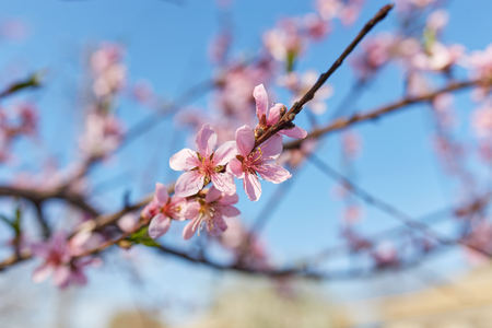 The branch blooming with the pink flowers on the blurred background.の写真素材