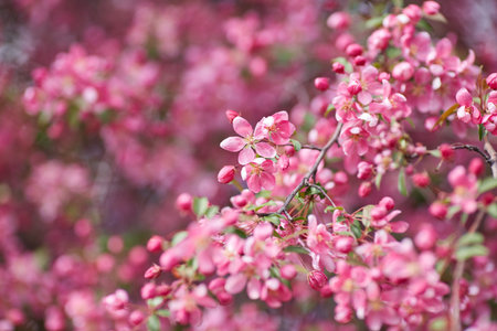 The branch blooming with the pink flowers on the blurred background.