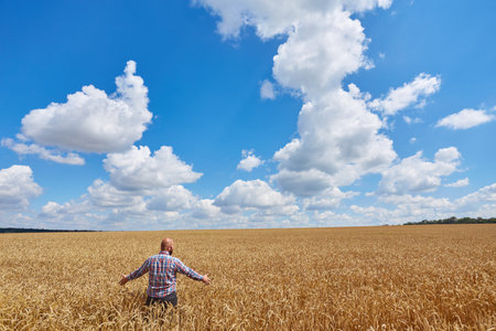 farmer standing in a wheat field, looking at the crop