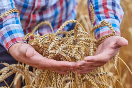 Male hand holding a golden wheat ear in the wheat field