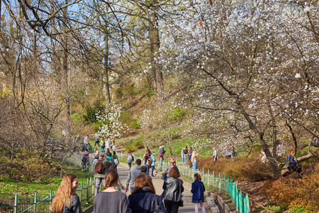 Ukraine, Kiev - April 05, 2017: Blossoming magnolias in the Botanical Garden named after A.V. Fominの写真素材
