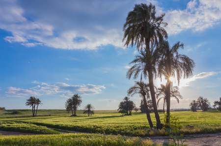 Palm trees with among golden ripe before. Larnaca, Cyprus.の写真素材