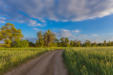 Palm trees with among golden ripe before. Larnaca, Cyprus.の写真素材