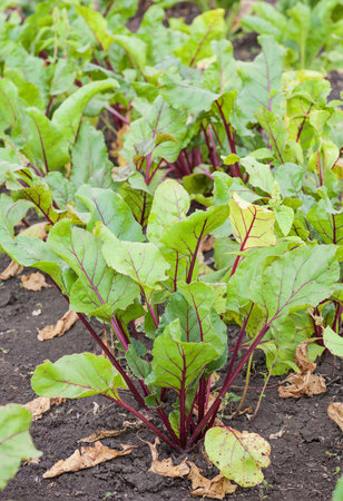 Young green beetroot plans on a path in the vegetable garden