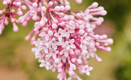 Lilac blooms. A beautiful bunch of lilac closeup. Green branch with spring flowers. Lilac flowers on tree in garden.の写真素材