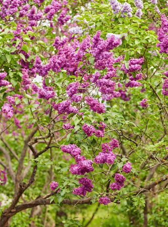 macro photo of white lilac flowers, shallow focusの写真素材
