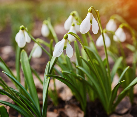 Spring snowdrop flowers blooming in sunny dayの写真素材