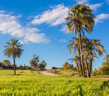 Palm trees with among golden ripe before. Larnaca, Cyprus.の写真素材