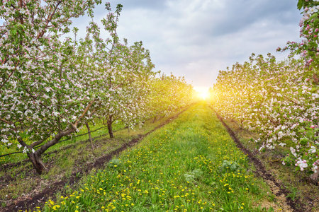 Blossoming apple orchard in spring. Ukraine, Europe. Beauty world