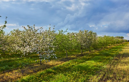 Beautiful blooming of decorative white apple and fruit trees over bright blue sky in colorful vivid spring park full of green grass by dawn early light with first sun rays, fairy heart of natureの写真素材