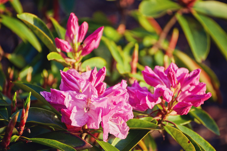 Blooming Pink Rhododendron Azalea , close-up, selective focusの写真素材
