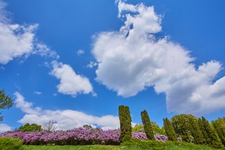 Park with blooming lilac trees, spring landscapeの写真素材