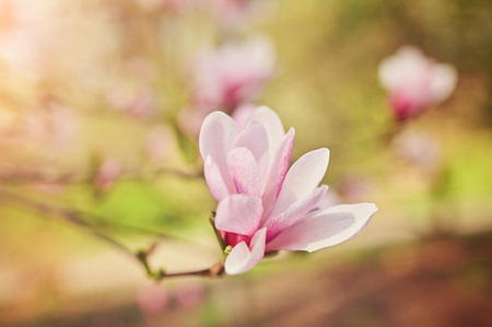 decoration of few magnolia flowers. pink magnolia flower. Magnolia. Magnolia flowerの写真素材